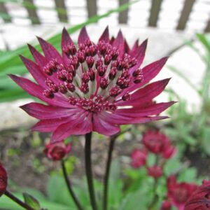 大星芹 astrantia major hadspen blood 比利時 leuven botanical garden belgium 9204836625.jpg