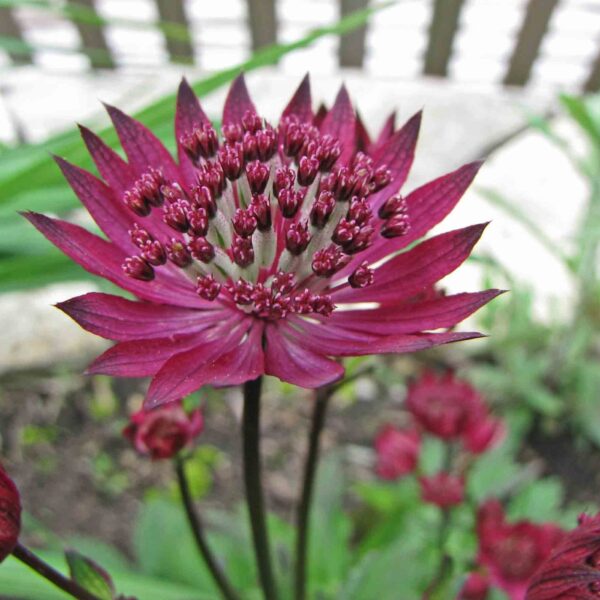 大星芹 astrantia major hadspen blood 比利時 leuven botanical garden belgium 9204836625.jpg