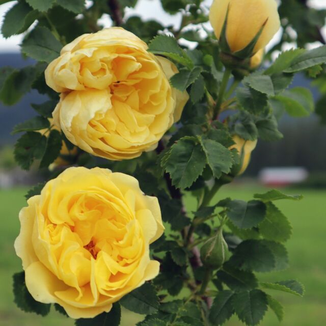 CalPhotos: Rosa spinosissima; Scotch Rose, Burnet Rose